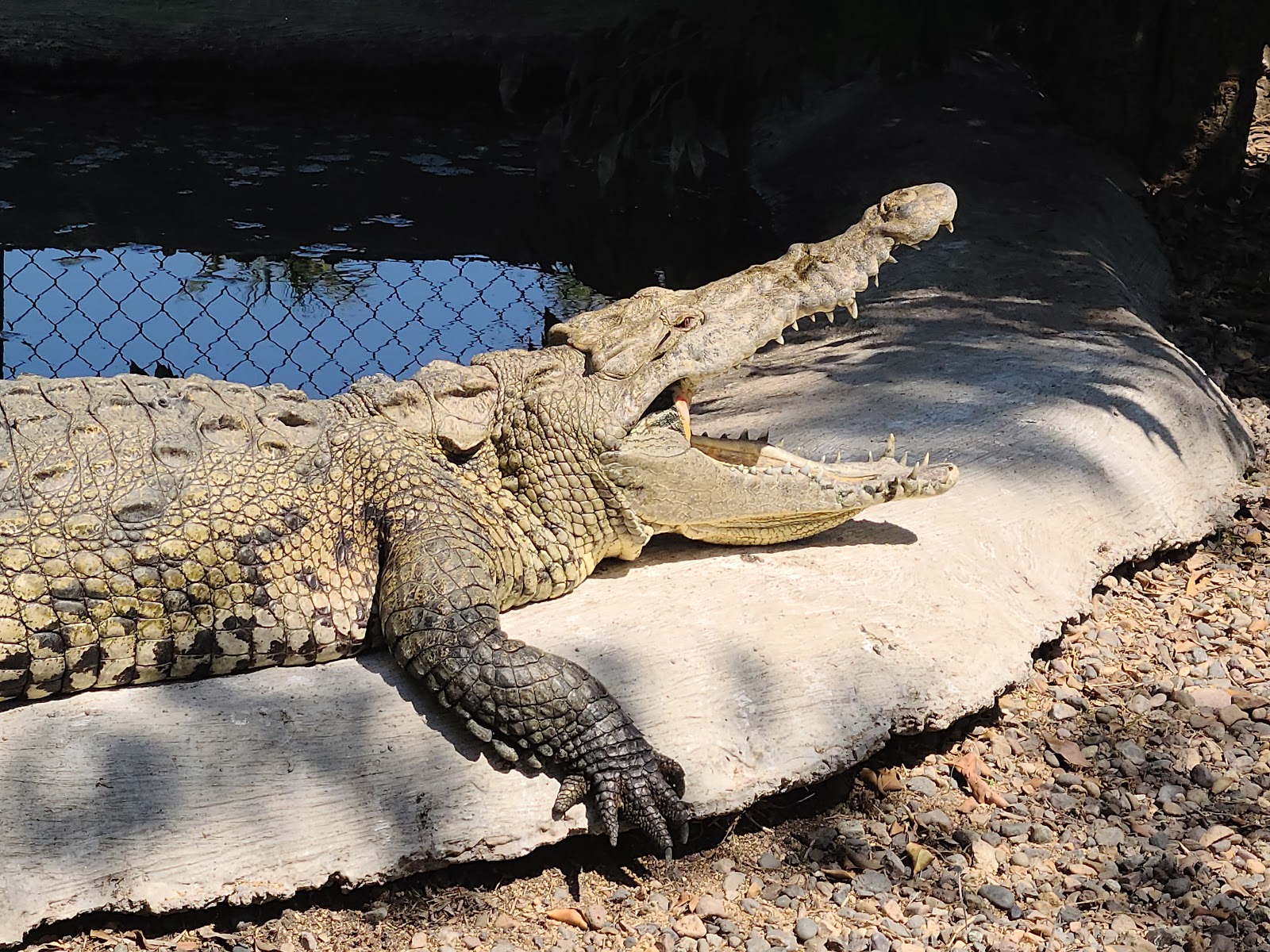 Santuario De Cocodrilos El Cora